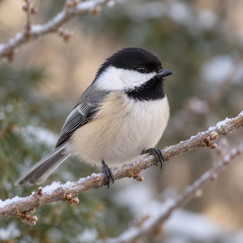 Chickadee sitting on a frosted branch