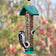 A green and clear cylindrical bird feeder filled with seeds, hanging outdoors with a black-and-white woodpecker perched on the side against a blurred natural background.