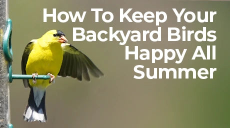 A bright yellow American goldfinch perches on a tube feeder filled with sunflower seeds, holding a seed in its beak while partially spreading its wings. Another goldfinch approaches in flight from the right with its wings fully extended. The birds' yellow plumage contrasts against a soft, blurred green and tan background. There is text that reads " how to keep your backyard birds happy all summer"
