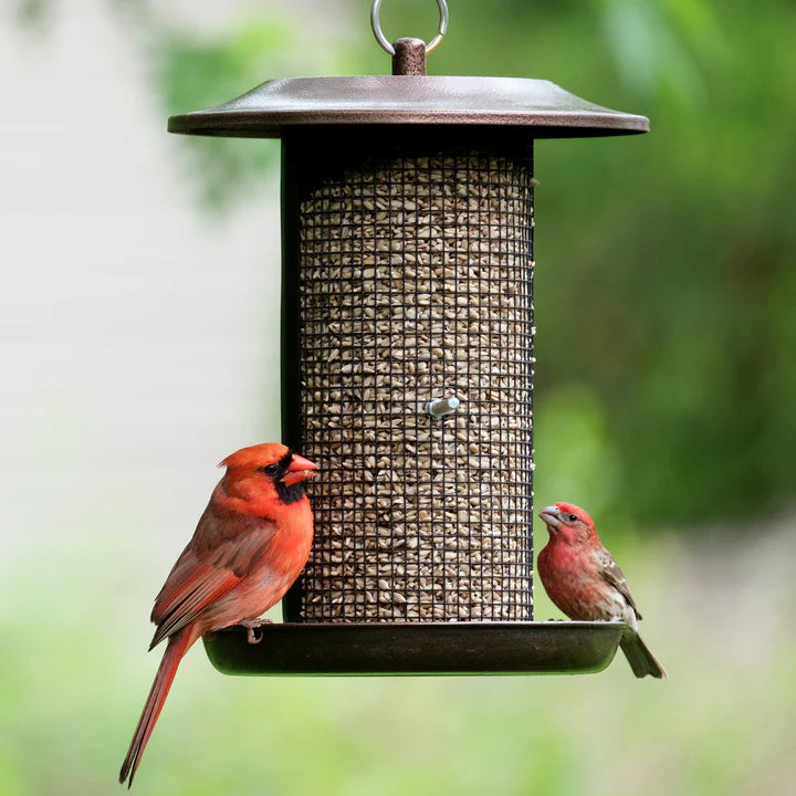 Dual-chamber bronze mesh bird feeder attracting cardinals, showcasing the large seed capacity and all-around feeding access.