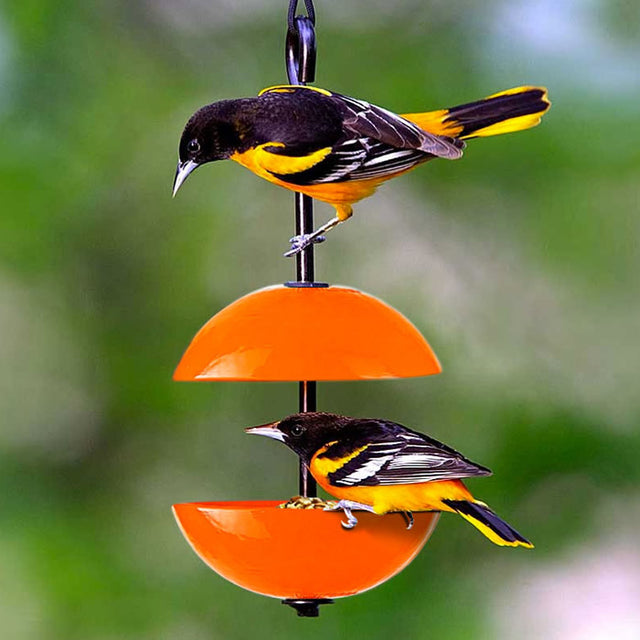 Mosaic Birds Hanging Double Poppy Feeder with two Baltimore orioles on orange tiers, showcasing its function and appeal for attracting various birds.