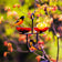 Mosaic Birds Side by Side Poppy Feeder with orange slices, featuring dual red glass dishes and a metal hanger for attracting birds.