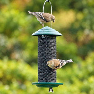 Goldfinches perched on the hanger and clinging to a green wire mesh bird feeder against softly blurred backyard foliage.