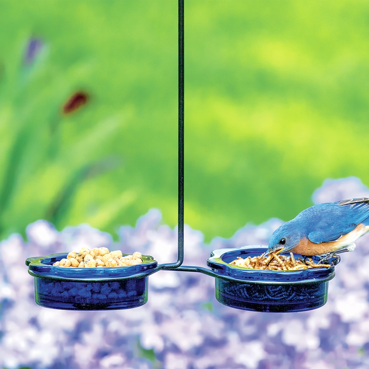 Double Dish Bluebird Feeder with two blue ceramic dishes on a black bracket, featuring a bluebird eating mealworms from one dish.