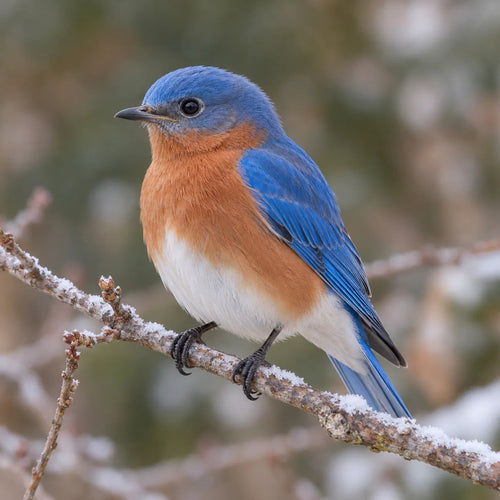 Male Eastern Bluebird on Frosted Twig