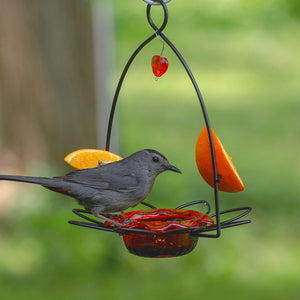 Bird perched on a bird feeder with orange slices and red fruit against a green blurred background