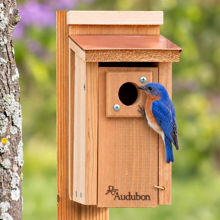 Male Eastern bluebird clinging beside the entrance of a copper-roof cedar birdhouse against softly blurred garden foliage.