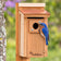 Male Eastern bluebird clinging beside the entrance of a copper-roof cedar birdhouse against softly blurred garden foliage.