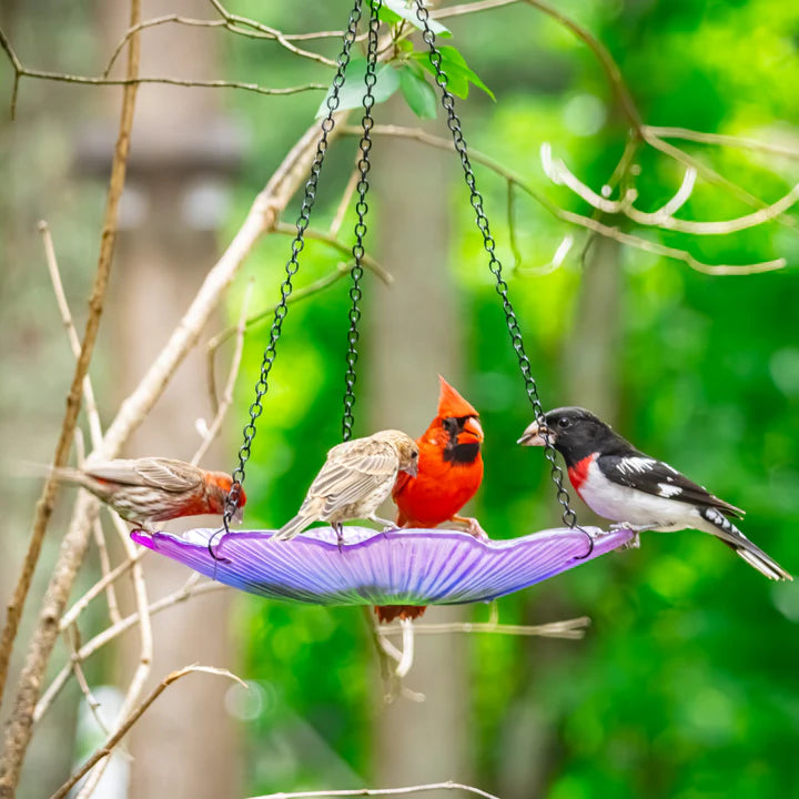 EcoCycle Violet Begonia Hanging Bird Bath attracting colorful birds, showcasing the basin's dual use as a bird bath or feeder.