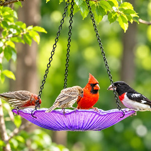EcoCycle Violet Begonia Hanging Bird Bath attracting colorful birds, showcasing the basin's dual use as a bird bath or feeder.