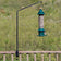 Adjustable Extended Clamp Deck Bracket with a bird feeder on a green pole, featuring birds perched, ideal for eye-level bird watching.