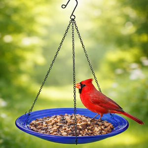 Red cardinal bird on a blue bird feeder with seeds against a green blurred background
