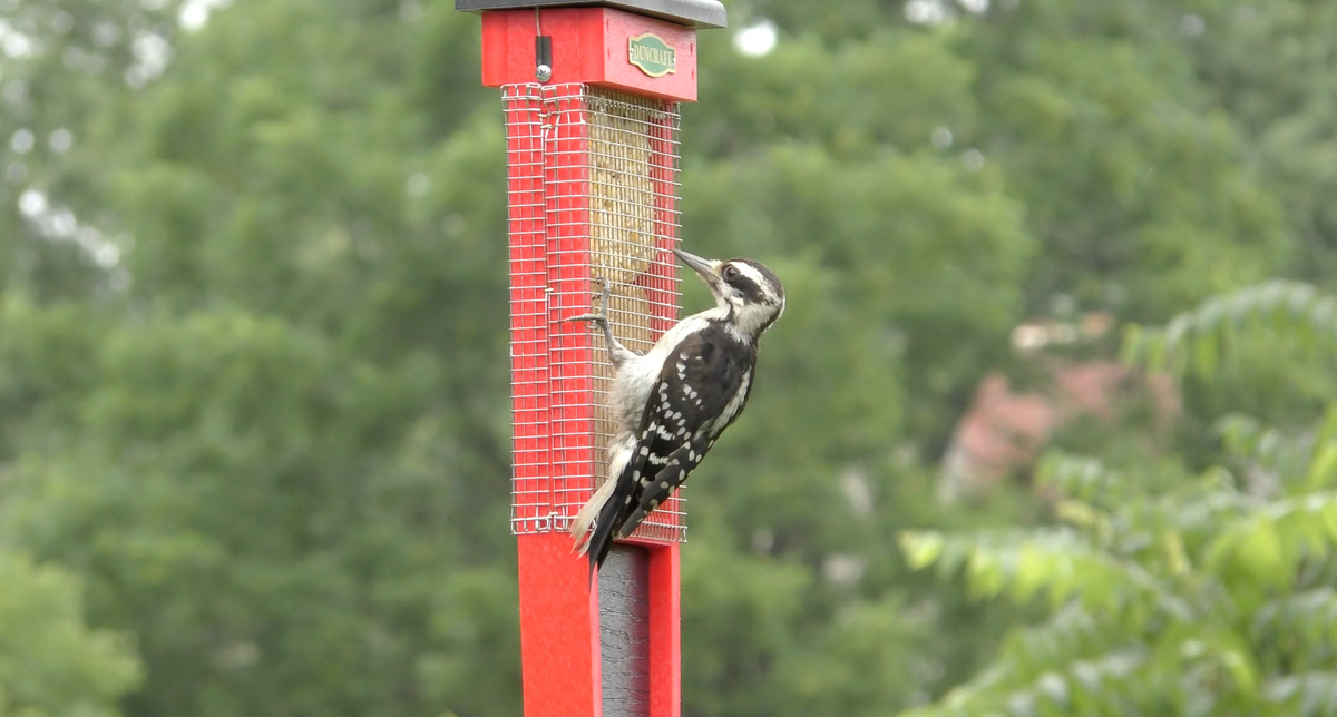 Woodpecker on a red bird feeder with a blurred green forest background