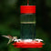 Scarlet Swirl Glass Gravity Hummingbird Feeder with a hummingbird feeding from one of the five lifelike flower ports, featuring a clear reservoir and red top.