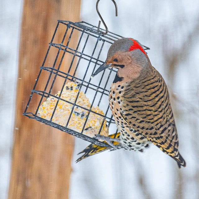 Black Metal Suet Cage Bird Feeder hangs with a Northern Flicker feeding on suet. Features durable steel construction and ample clinging space for birds.