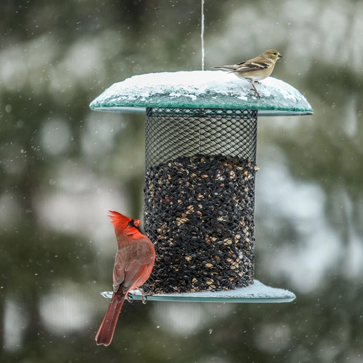 Magnet Mesh 5 Quart Sunflower Feeder with red male cardinal and yellow-olive songbird; snow-dusted, showcasing its patented mesh for easy bird access.