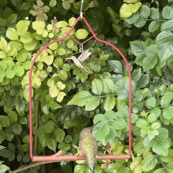 Pop's Birding Charm Swing, Redwood
