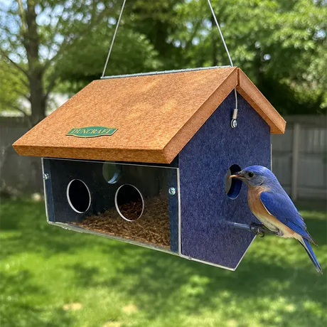 Eastern bluebird perched on Duncraft EasyView hanging mealworm feeder filled with dried mealworms in a backyard garden.