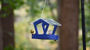 Duncraft Heritage Platform Bird Feeder, Navy Blue