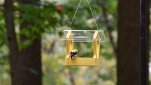 Duncraft Heritage Platform Bird Feeder, Yellow