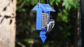 Duncraft Royal Blue Arrow Tail Prop Suet Bird Feeder