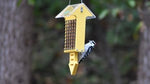 Duncraft Yellow Arrow Tail Prop Suet Bird Feeder