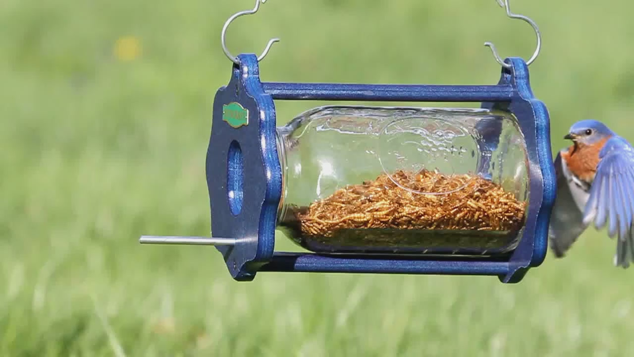 Video of a bluebird entering a hanging clear jar full of mealworms.  
