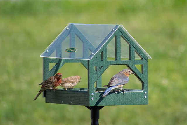 Duncraft Post and Beam Pavilion Bird Feeder & Pole