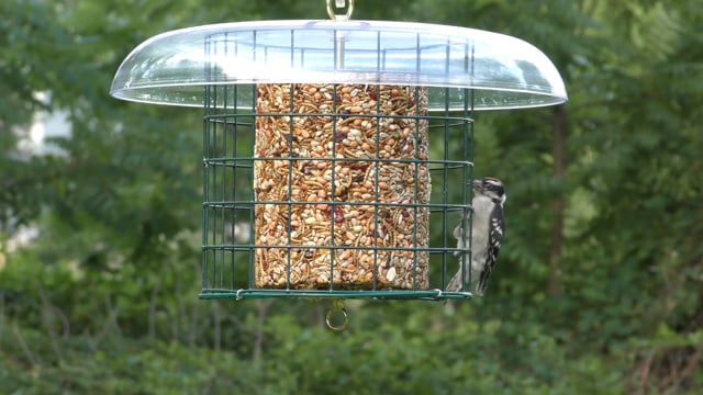 Duncraft Weather Log Haven Bird Feeder